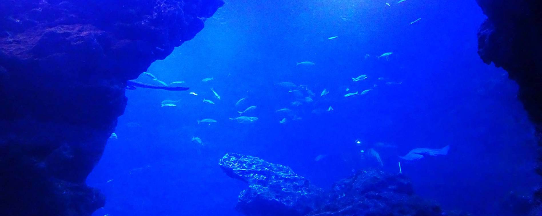 京都水族館